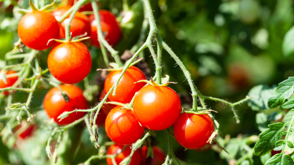 tomate cherry variedades de tomate