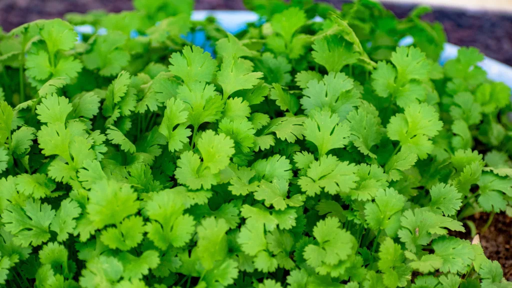 como cultivar coentros em vaso