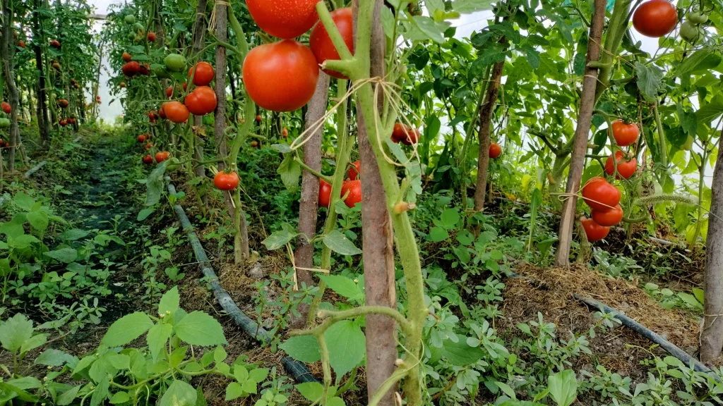 quais são as principais doenças que afetam o cultivo do tomate