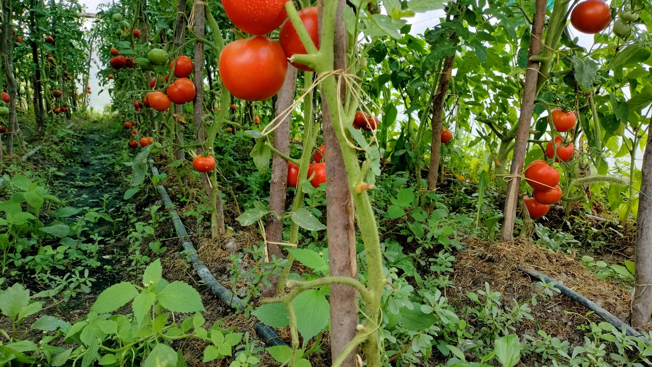 7 erros críticos a evitar na cultura do tomate