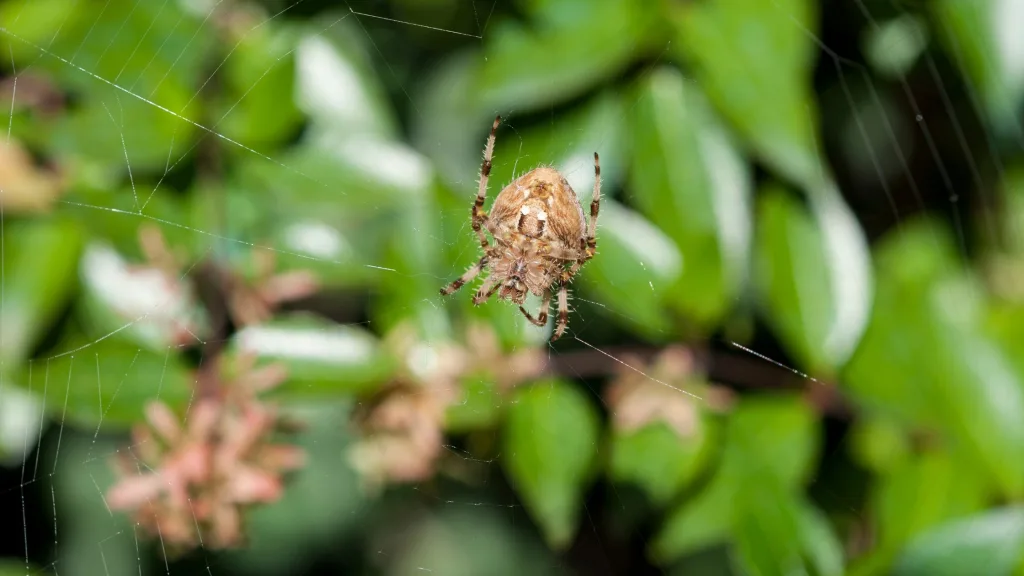 aranhas na agricultura