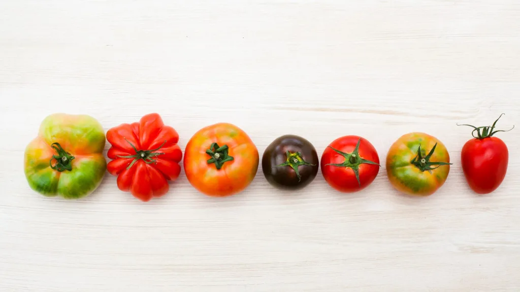 quais são as melhores práticas para o cultivo do tomate