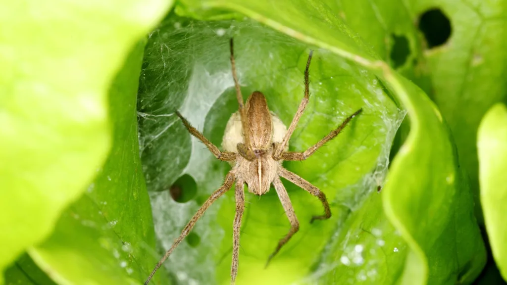 beneficios das aranhas na agricultura