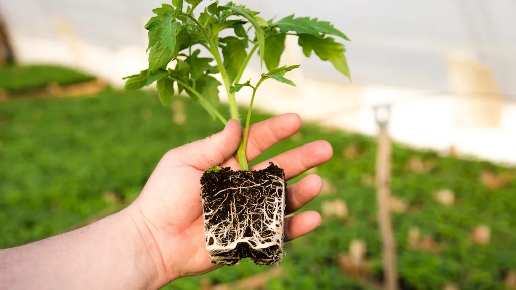 quais são os nutrientes essenciais para o cultivo do tomate