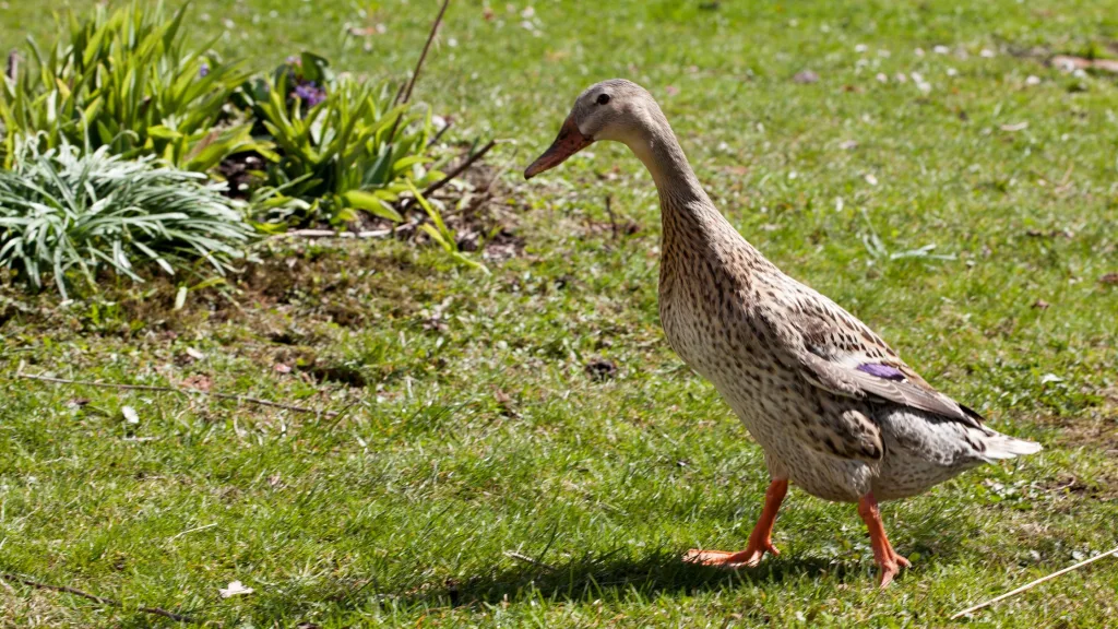 onde comprar patos corredores indianos