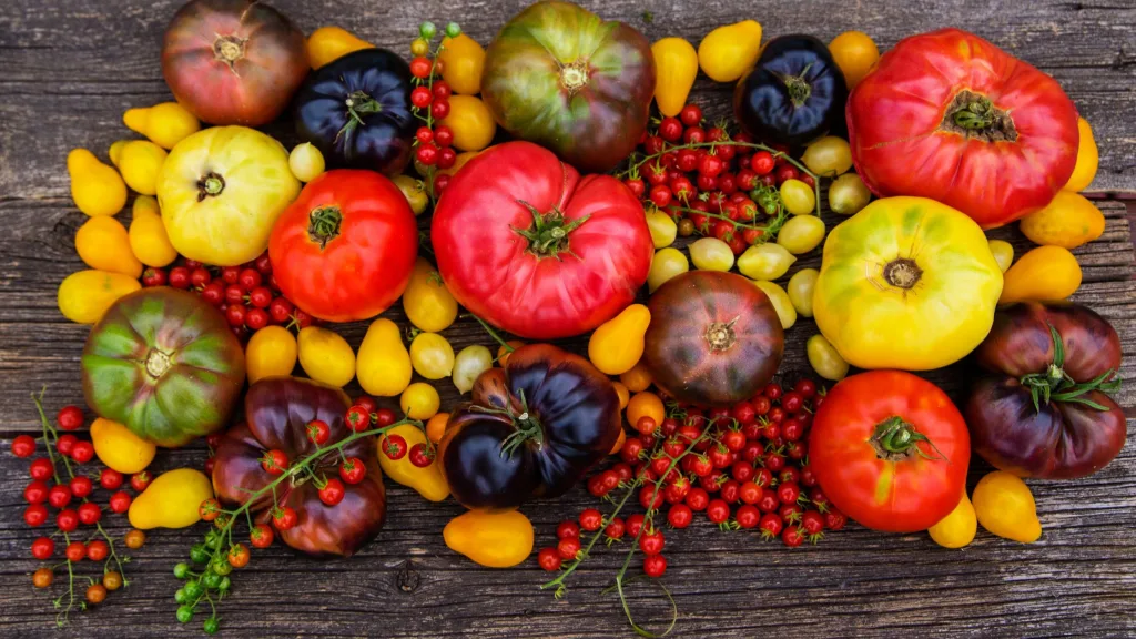 cultura do tomate