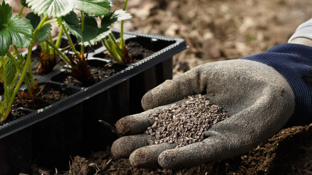 fertilização no morango