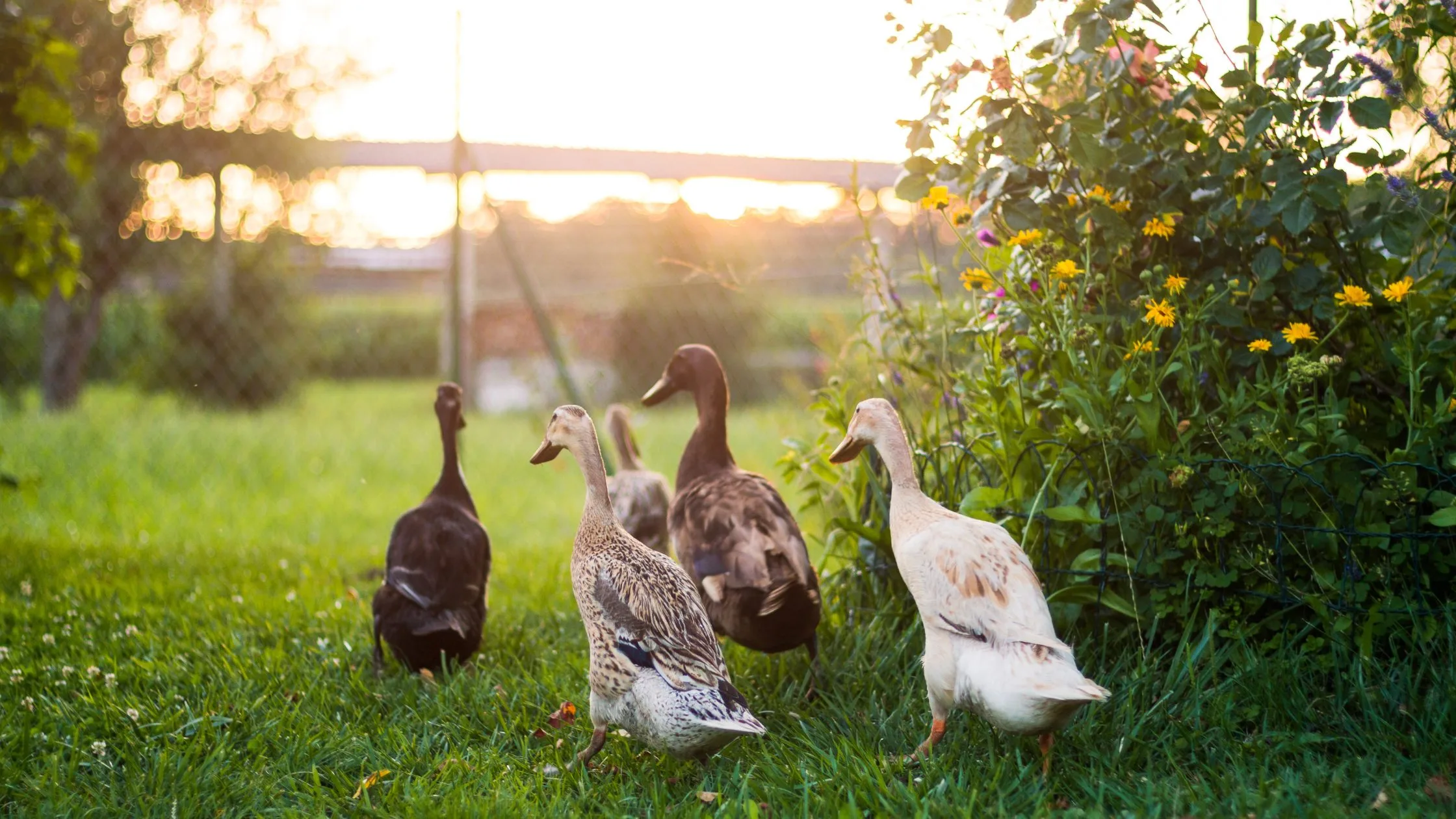 Patos corredores indianos:  sabe como podem ser usados na agricultura