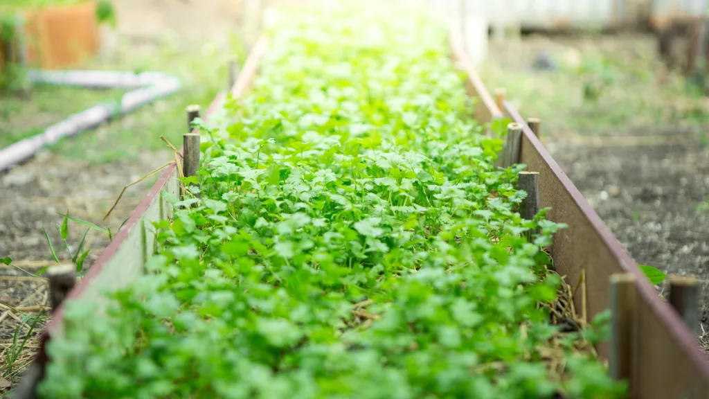 como cultivar coentros em vaso