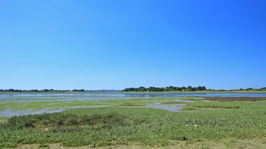 beneficios da salicornia