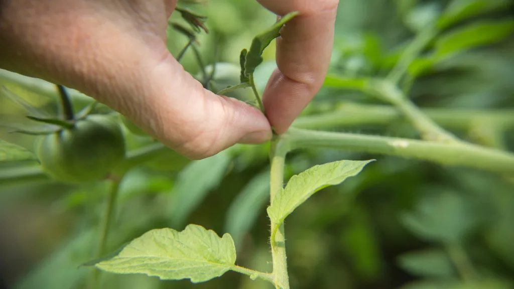 quais são as melhores práticas para a colheita de tomates