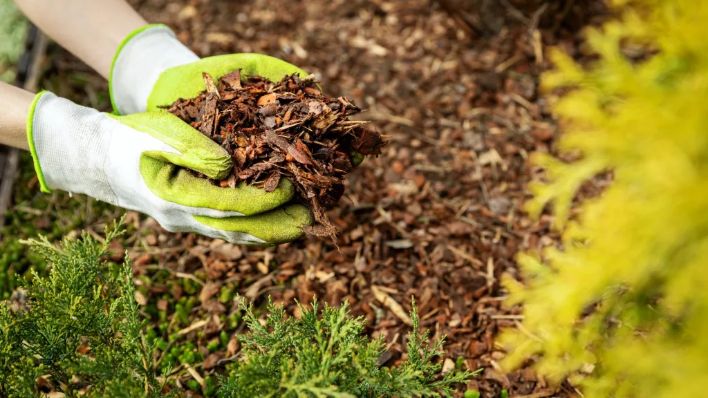 mulching erosão na horta