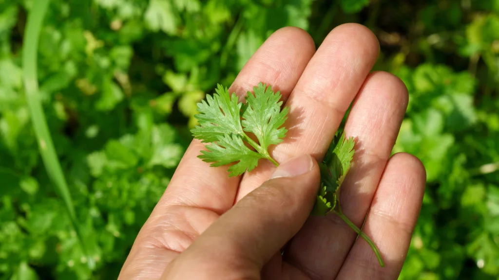 quais são as melhores condições para cultivar coentros em vaso