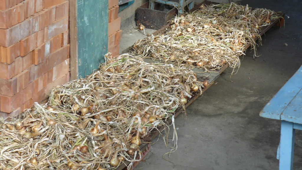 conservação de hortícolas