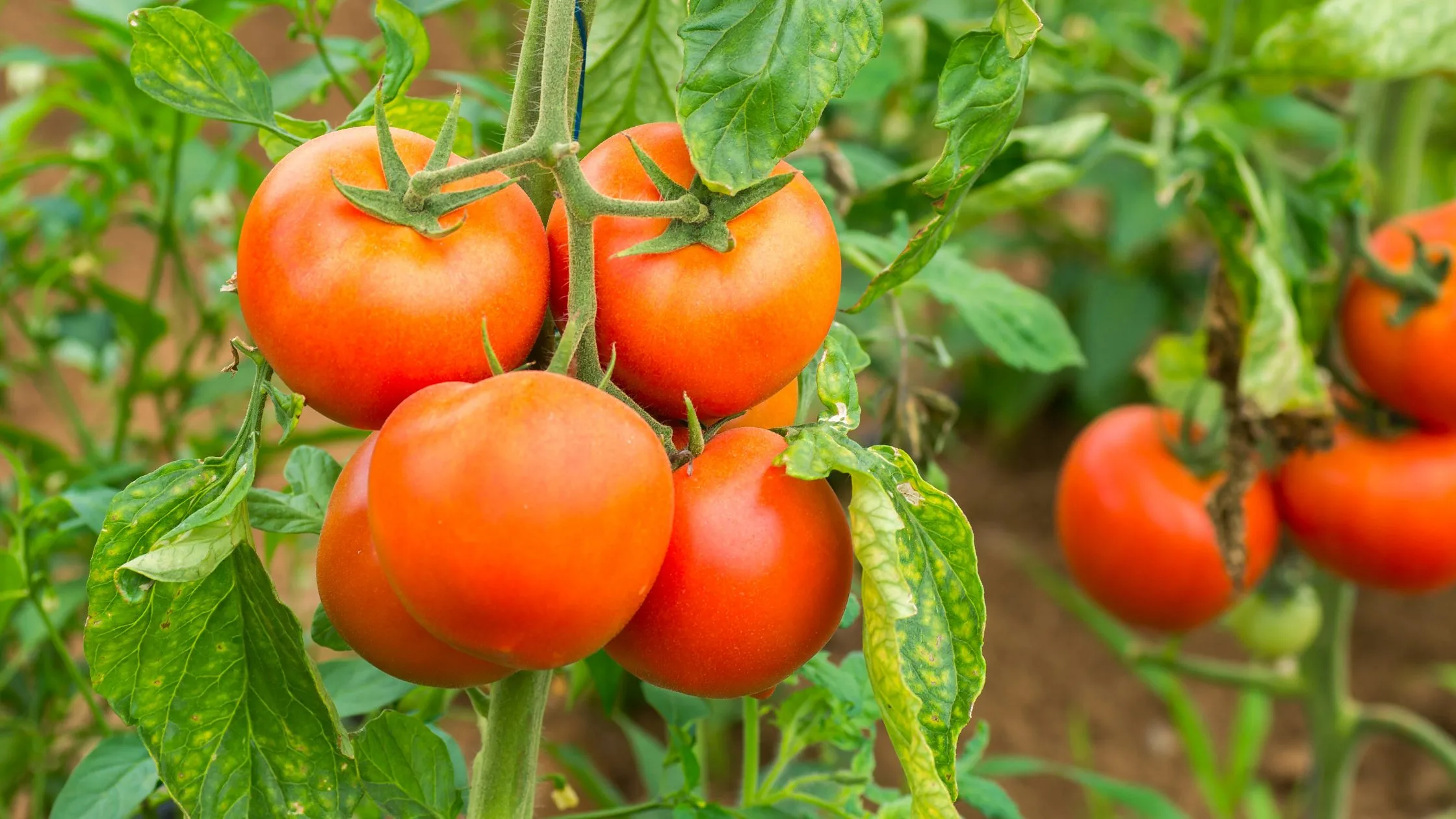 Conhece todos os segredos da cultura do tomate