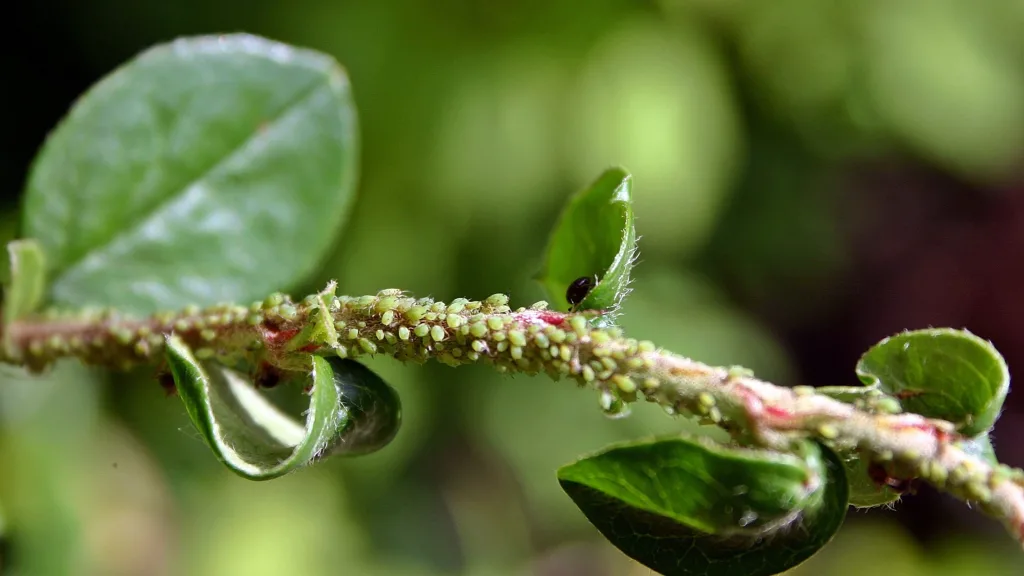 quais são as consequências dos afídeos para as plantas