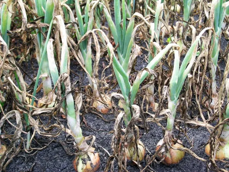 Copyright Michigan State University Extension.  Avaiable: https://www.canr.msu.edu/news/downy_mildew_and_purple_blotch_are_here_in_michigan_onion_fields