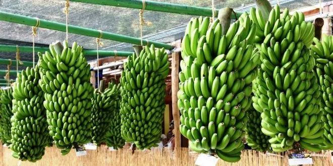 Comercialização de banana da Madeira cresce 18,7% nos primeiros quatro meses de 2024