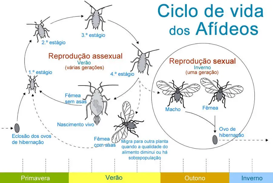 tipos de afídeos na horta