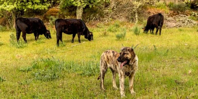 Life WolFlux entrega 101 cães a produtores de gado a Sul do Douro para mitigar conflitos com lobo-ibérico