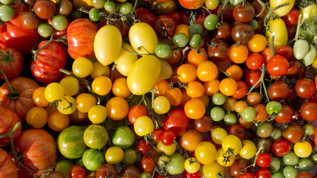 variedades de tomate