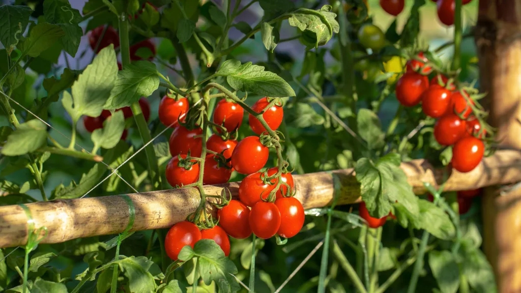 cultura do tomate dicas