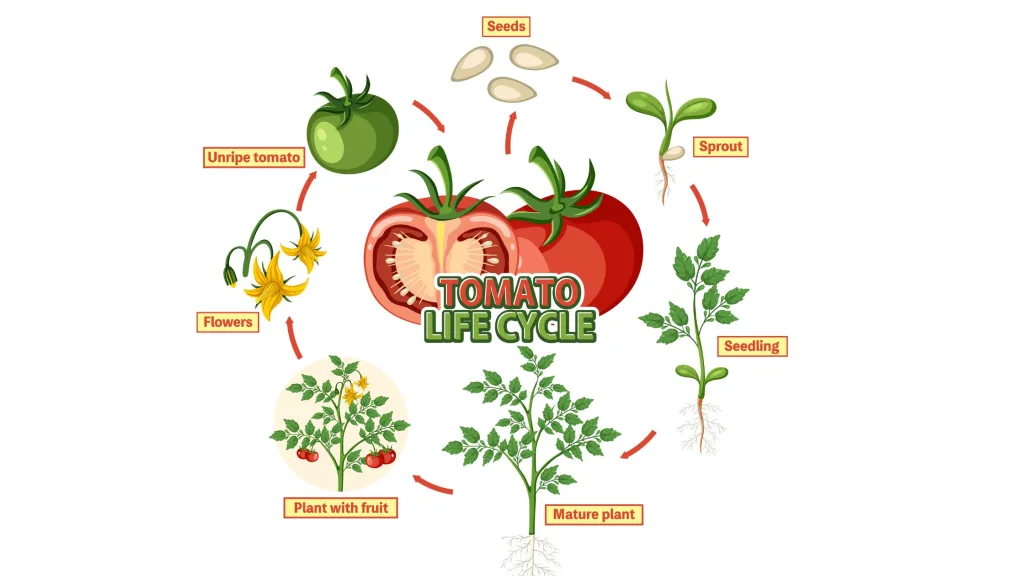 ciclo de vida do tomate