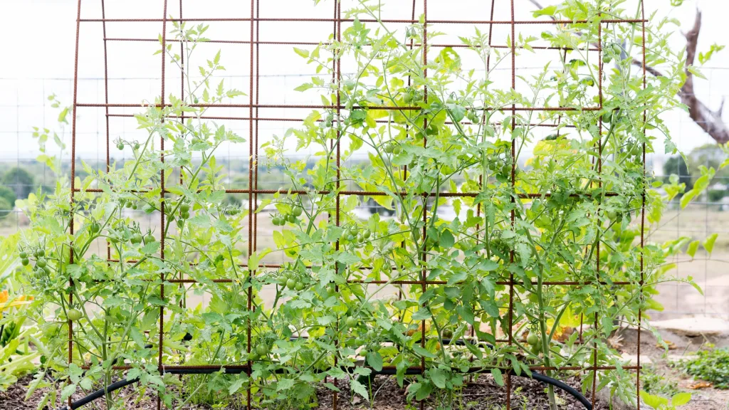 quais são as vantagens de fazer treliças para tomates