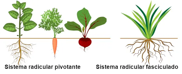 consociação de culturas raiz