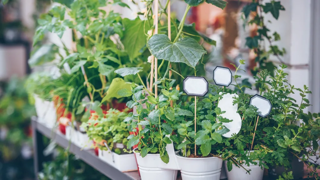 como cultivar horta em vasos