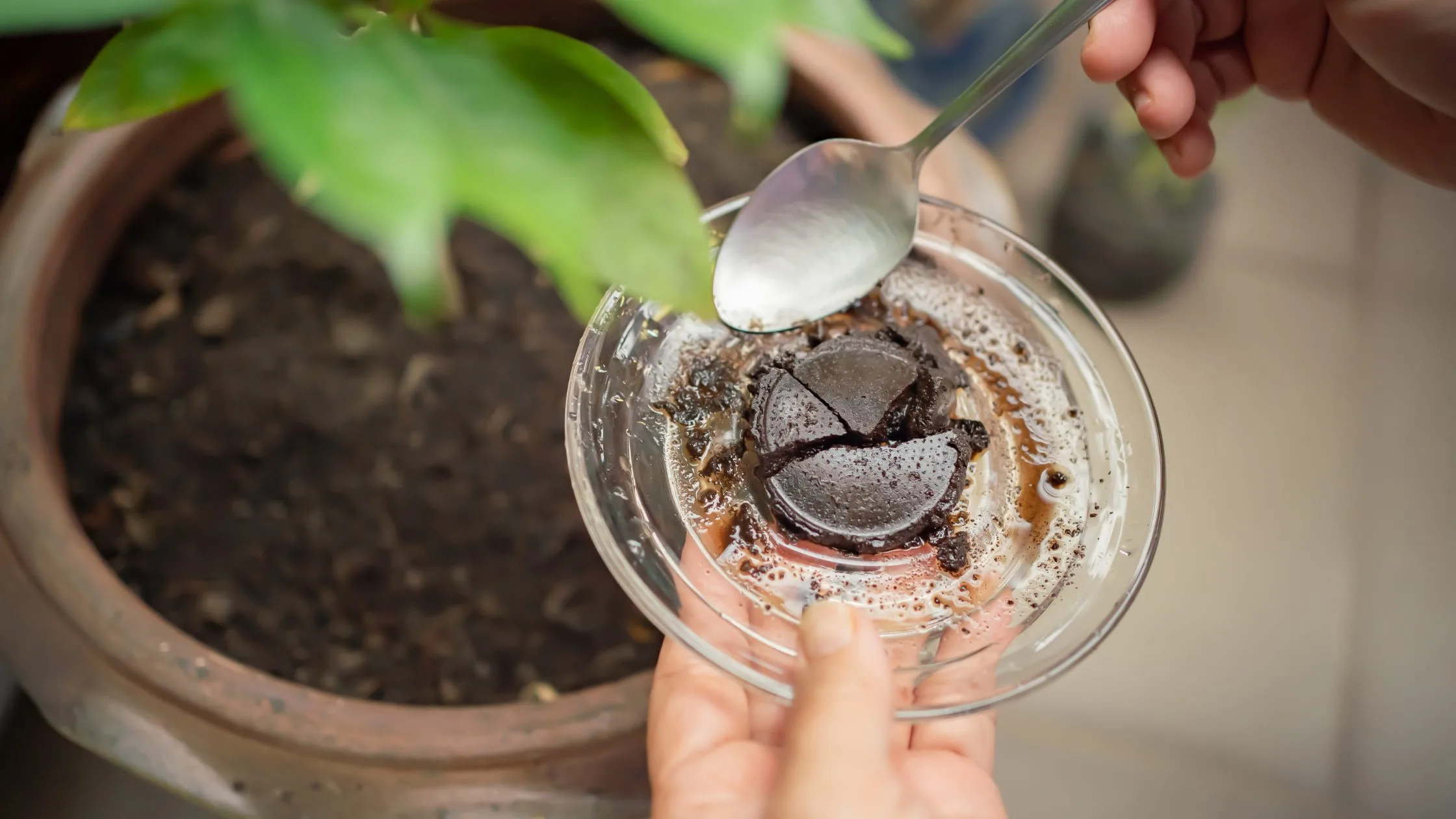 Nutrição de culturas hortícolas em vaso: o essencial a ter em conta