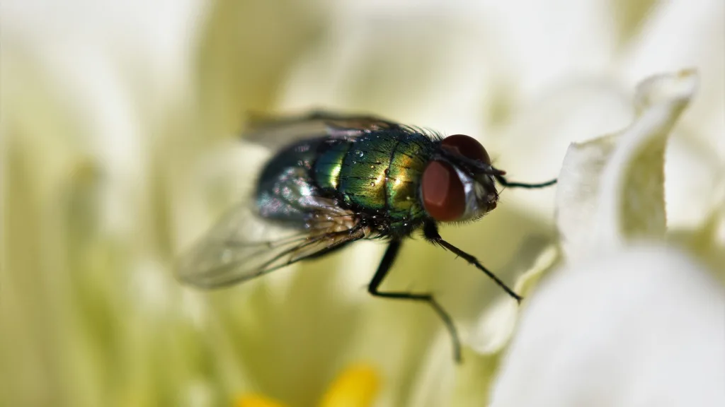 plantas repelentes de moscas e mosquitos