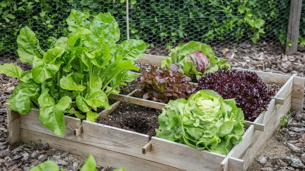 melhores culturas para hortas pequenas