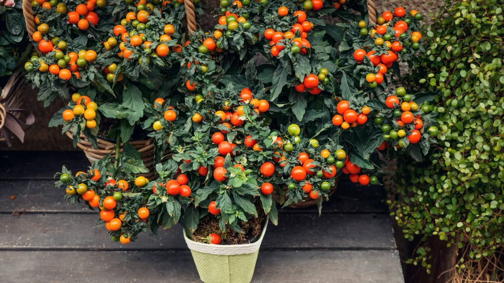 tomates hortas pequenas