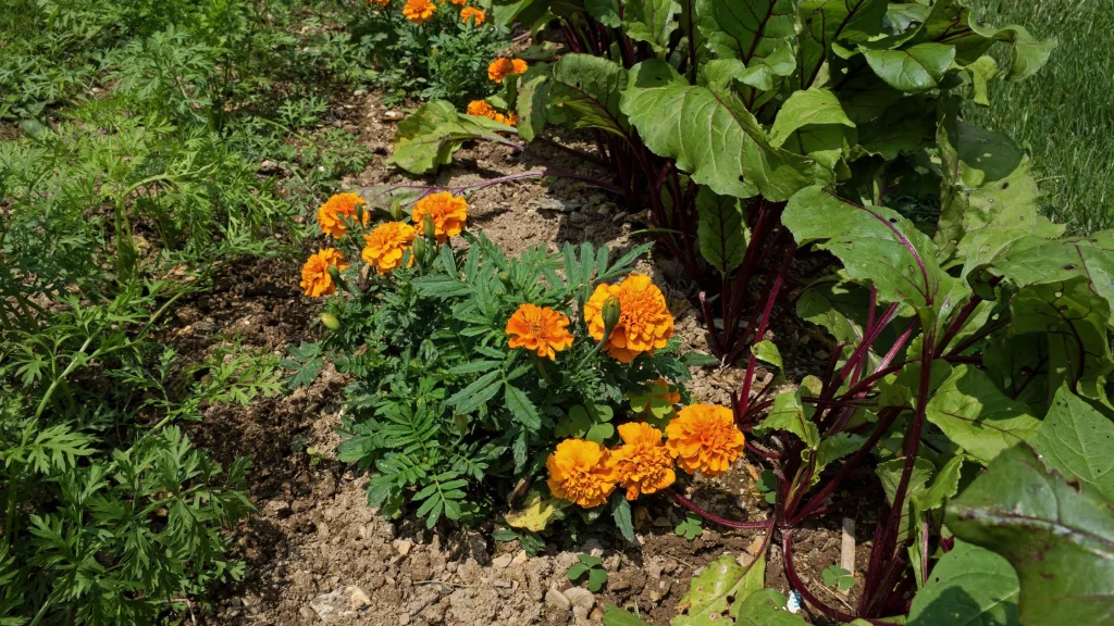 consociação de culturas plantas 