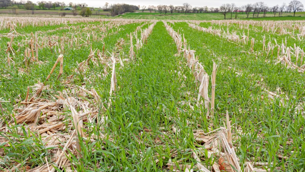 quais são as plantas mais adaptadas a crescer em solos arenosos