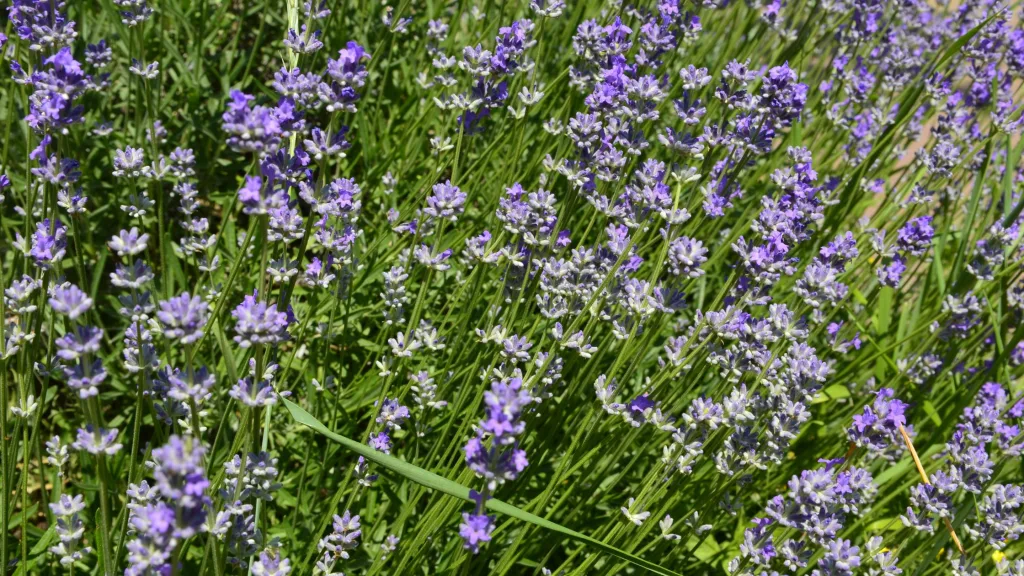 lavanda plantas repelentes