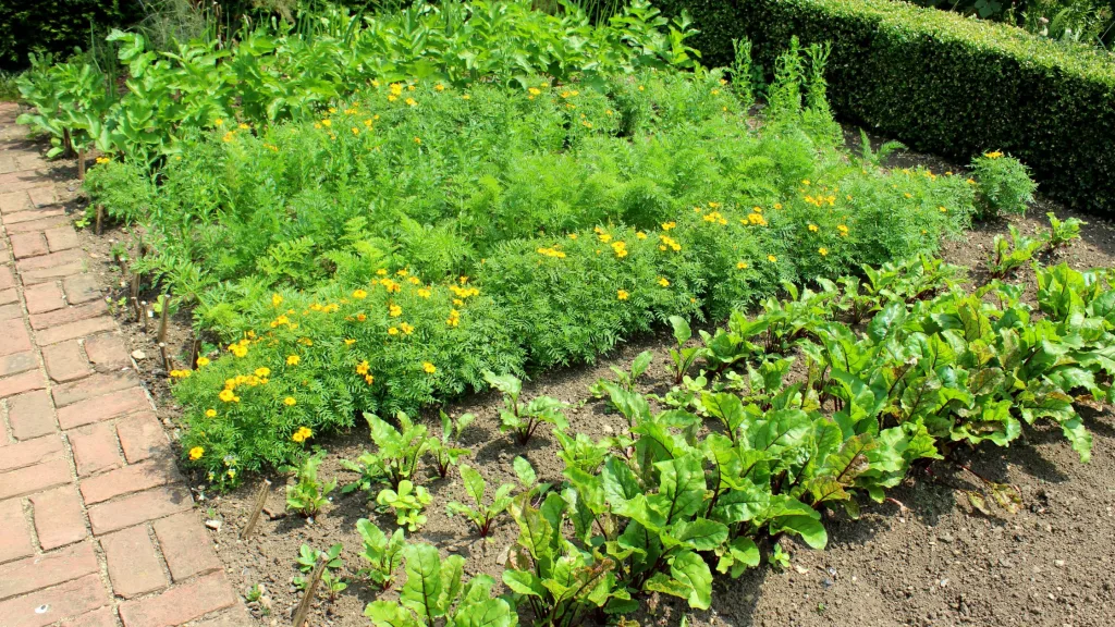 plantas companheiras na horta