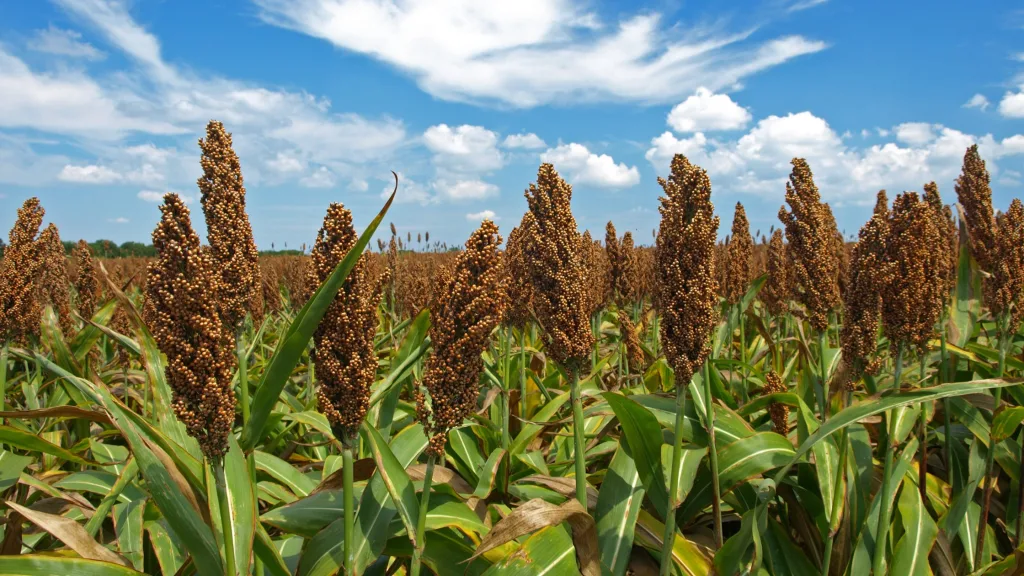 sorgo plantas melhoradoras do solo