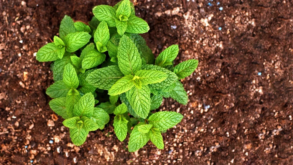 hortelã plantas repelentes