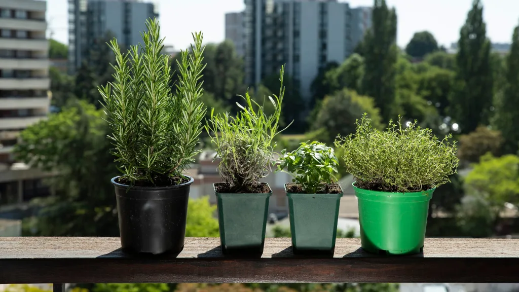 como cuidar de ervas aromáticas e medicionais