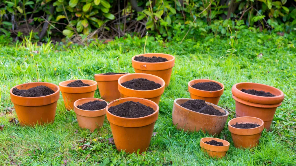 como cultivar horta em vaso