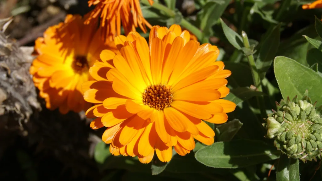 calendula plantas repelentes