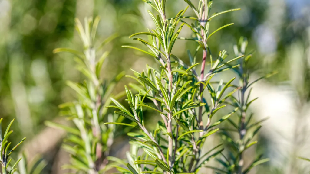 como cultivar ervas aromáticas