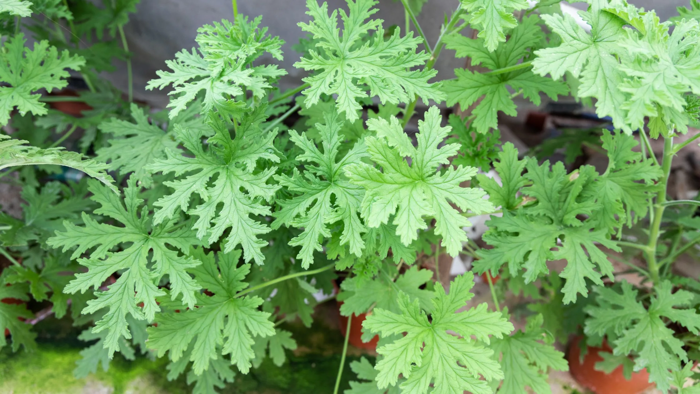 Pelargonium 'Citronella' 