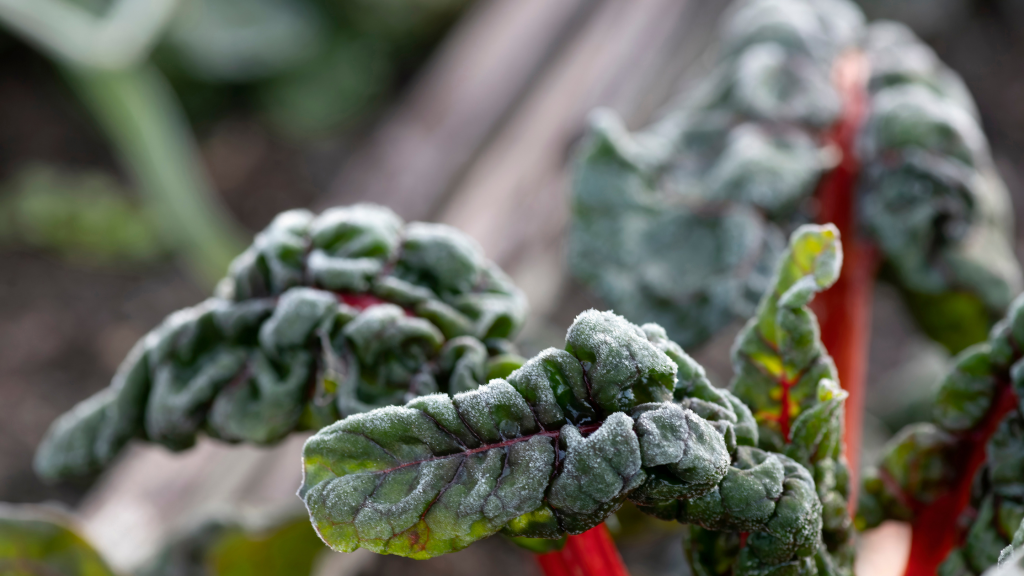 geadas cultivo de inverno