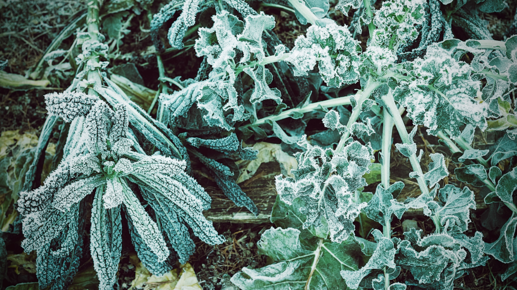 o que saber para cultivar no inverno