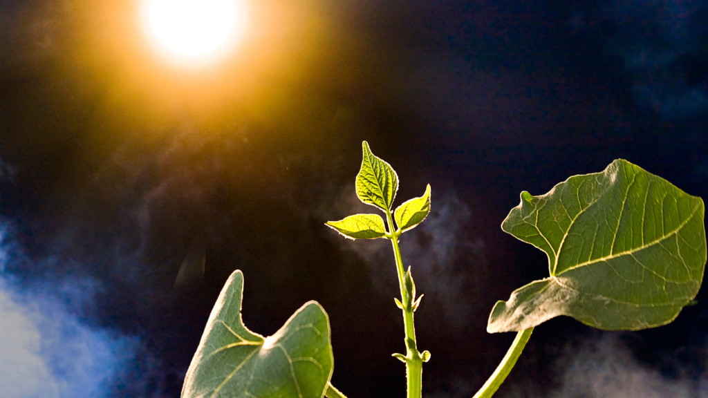 plantas precisam de luz