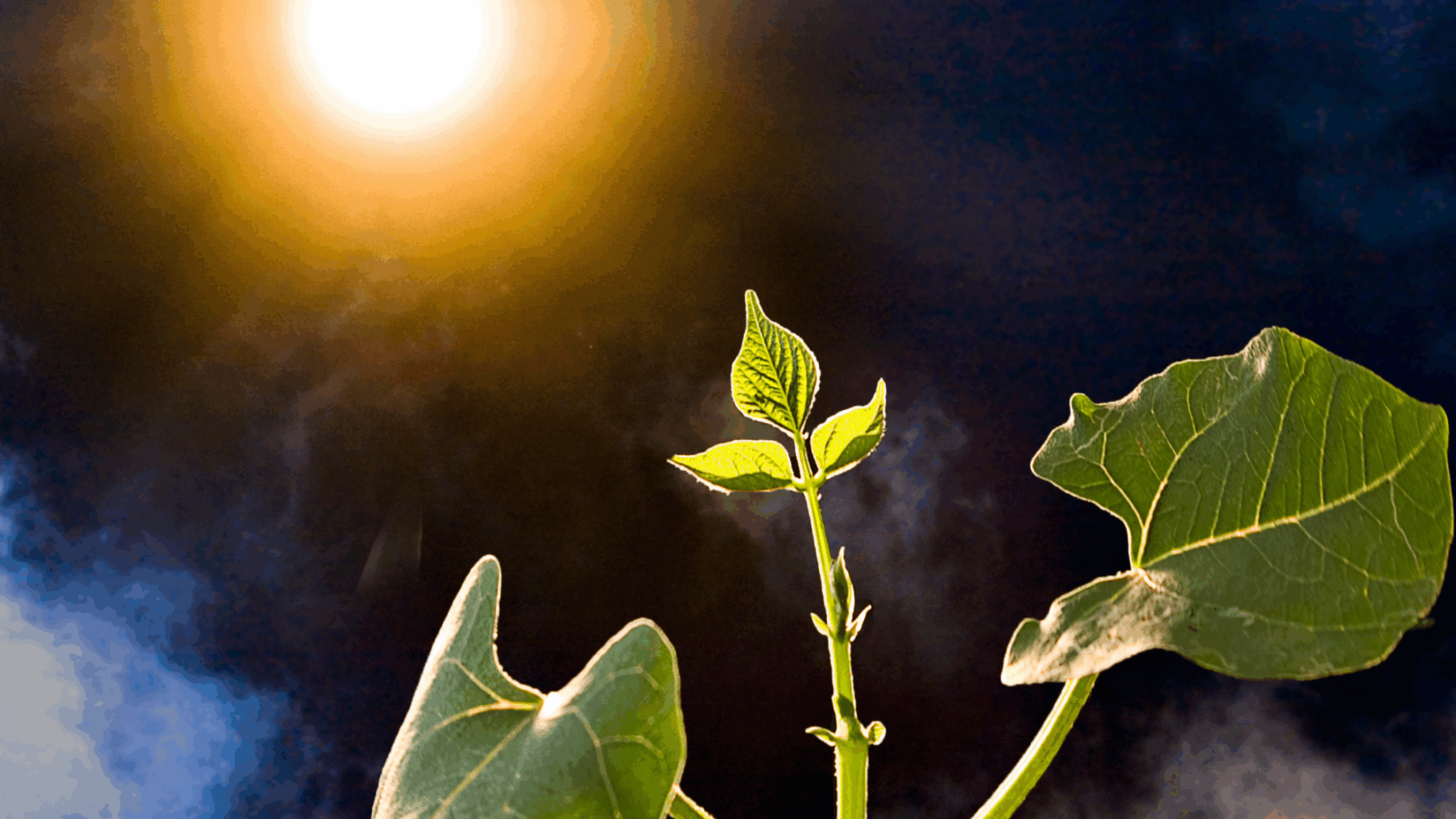 O que as plantas precisam para crescer? Um guia para iniciantes