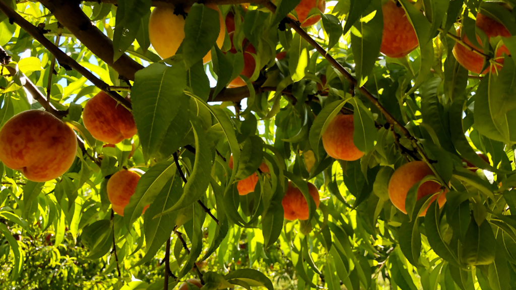 árvores de fruto